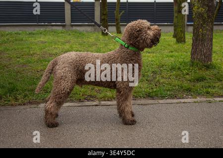 Lagotto Romagnolo Hund außen Porträt Stockfoto