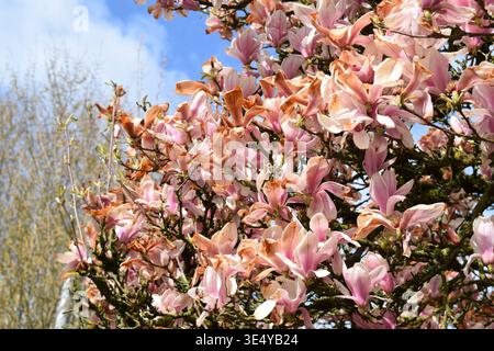 Frostgeschädigte Magnolienblüten Stockfoto