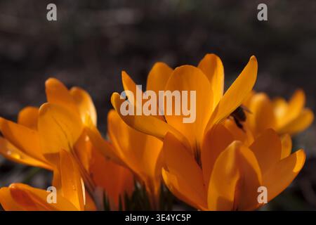 Leuchtende gelbe Krokusblüten in Hinterleuchtung mit weichem Bokeh Ba Stockfoto