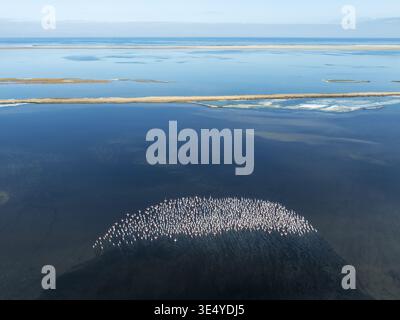 Aus der Vogelperspektive auf Flamingos, die sich in den flachen Gewässern der Lagune versammeln, ein lebhafter Kontrast zum tiefen Blau, Walvis Bay, Erongo Region, Namibi Stockfoto