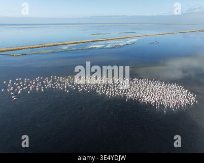 Aus der Vogelperspektive sehen Sie eine riesige Flamingos-Schar, die anmutig in den flachen, reflektierenden Gewässern der Lagune, Walvis Bay, Erongo Region, Namibia stehen. Stockfoto