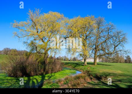Panoramablick auf das Gelände des Petworth Park, entworfen von Capability Brown und Petworth House durch Bäume im Frühjahr, Petworth, West Sussex, England Stockfoto