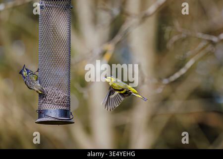 Im Frühjahr nähert sich ein Eurasischer Sisskin (Spinus spinus) im Flug einem Vogelfutterhäuschen mit Sonnenblumenherzen in einem Garten in Surrey, Südostengland Stockfoto