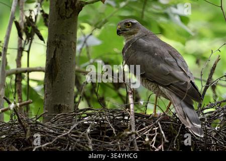 Eurasischer Sparrowhawk / Sperber ( Accipiter nisus ), erwachsenes Weibchen, auf seinem Nest mit frisch geschlüpften Küken, sich umdrehen, beobachten, Wildtiere, Europa. Stockfoto