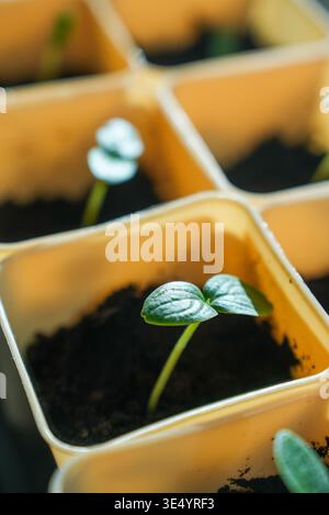 Junge Setzlinge in biologisch abbaubaren Töpfen auf Fensterbank für den Innenbereich. Stockfoto