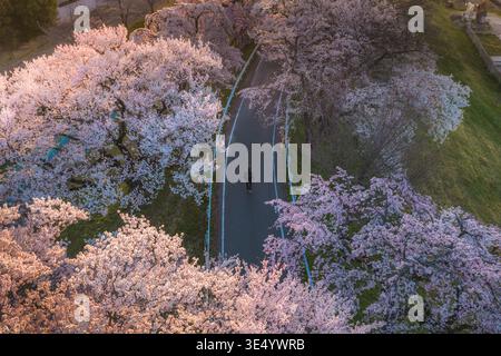 Aus der Vogelperspektive einer einsamen Figur, die auf einem gewundenen Pfad spaziert, umgeben von den sanften, pastellfarbenen Kirschblüten, Kiso River Cherry Blossom Stockfoto