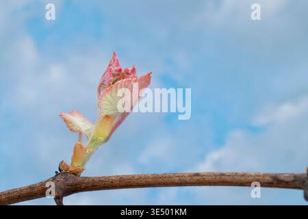 Traubenblätter erscheinen während der Bud Break auf Reben im Frühjahr Stockfoto
