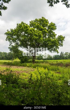 Eine große einsame, reife Eiche mit vollem Sommerblatt, die an einem Feldrand mit üppig grünem Unterholz im Vordergrund steht. Cheshire, England. Stockfoto