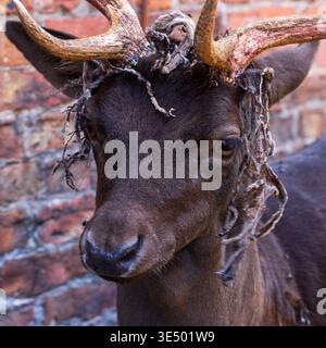Nahaufnahme eines Hirschhirsches, der der Kamera zugewandt ist, Geweih aus Samt mit Samtbänken, rote Backsteinwand dahinter. Dunham Massey, Cheshire. Stockfoto