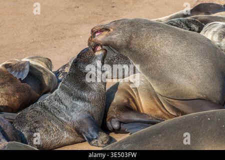 Pelzrobben nähern sich in Cape Cross Colony, Seal Reserve, Namibia, Afrika Stockfoto