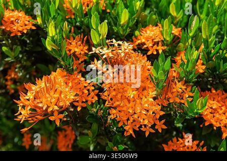 Lebendige Ixora coccinea Blüten, bekannt als Dschungelflamme, mit leuchtend orange, rosa und rot gewachsenen Blüten und glänzend grünen Blättern im tropischen gard Stockfoto