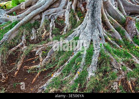 Massives freiliegendes Wurzelsystem des Banyan-Baumes (Ficus benghalensis) mit komplizierten, verworrenen grauen Wurzeln, die sich über Boden und Gras verteilen, selektiver Fokus auf Fo Stockfoto