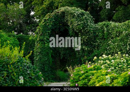 Eine ruhige Gartenszene mit einem großen Bogengang, der mit grünen Weinstöcken und weißen Blumen bedeckt ist, mit einem Steinweg, der durch ihn führt, umgeben von üppigem Grün Stockfoto