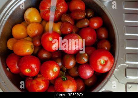 Frisch gepflückte Tomaten werden in der Küchenspüle gewaschen, bevor sie zum Kochen verwendet werden. Stockfoto