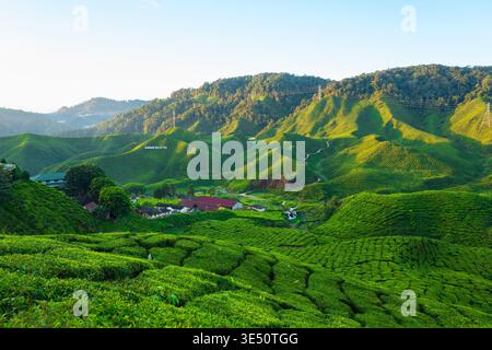 Ceylon-Teeplantage in den Mountains Stockfoto