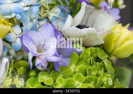 Makroaufnahme von purpurer Freesie und blauer Hortensie in einem Frühlingsblumenstrauß Stockfoto