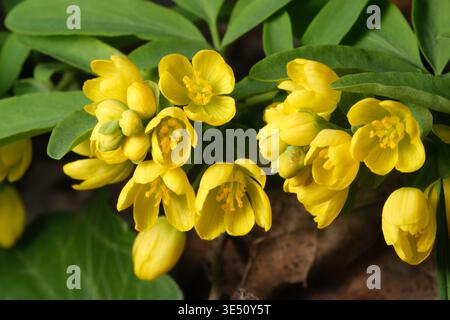 Leuchtend gelbe Kronenblumen blühen im Frühling wunderschön. Stockfoto