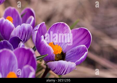 Crocus vernus 'Pickwick', großer gestreifter Frühlingskrokus, riesige Krokusnaht, verschwommener Bokeh-Hintergrund, Frühlingsblumen Stockfoto