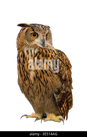 Große Horneule, eurasische Uhu Bubo sitzend und wegschauend, isoliert Stockfoto