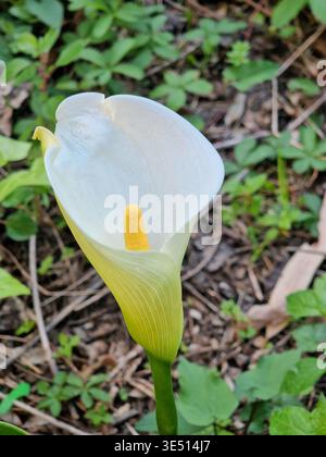 Weiße Calla-Lilienblüte mit gelbem Spadix blüht in einem lebhaften grünen Garten Stockfoto
