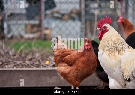 Ein majestätischer weißer Hahn mit einem hellroten Kamm auf einem Bauernhof, umgeben von braunen Hühnern in einer ländlichen Geflügelfarm Stockfoto