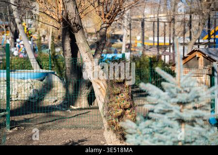 Indischer Pfauenpfauz Pavo cristatus Pfau mit langen Schwanzfedern in der Nähe eines Baumes im Zoogehege mit lebendigem Augenmuster in Natur Stockfoto