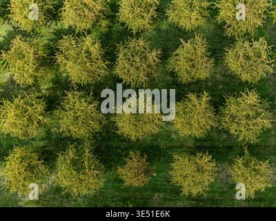 Blick aus der Vogelperspektive auf einen üppigen Obstgarten mit Bäumen in voller Blüte, deren goldenes Laub im Kontrast zum grünen Gras steht, Ina Boudier-Bakkerhof, Almere, Flevo Stockfoto