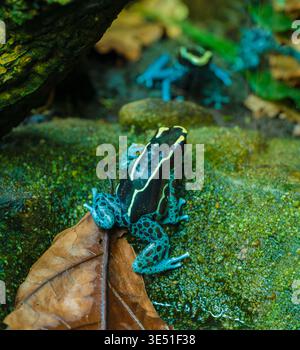 Graubeiner Färberfrosch (Dendrobates tinctorius graubeiner). Lebensraum: Surinam, Französisch-Guyana, Brasilien - Färben von Dartfrosch Stockfoto