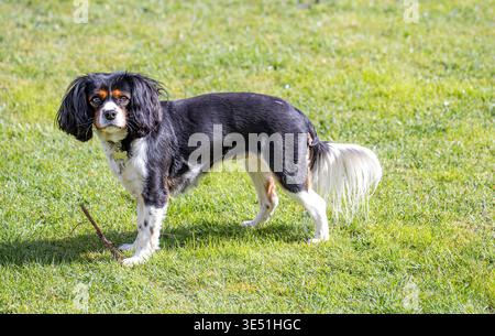 Ein dreifarbiger Kavalier King Charles Spaniel, der mit einem kleinen Stock auf einem grünen Rasen steht Stockfoto