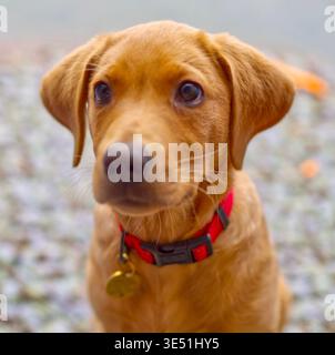 Welpen Labrador Welpen Porträt Stockfoto