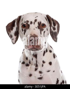 Junge dalmatinierin vor weißem Hintergrund Stockfoto