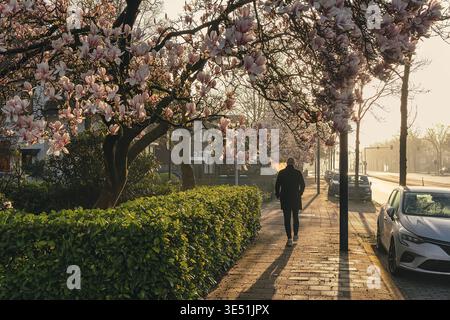 Person, die im warmen Morgenlicht die von blühenden Magnolienbäumen gesäumte Stadtstraße entlang spaziert und die friedliche, urbane Frühlingsatmosphäre wunderbar einfängt Stockfoto