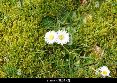 Weiße Blumen von Common Gänseblümchen, englische Gänseblümchen, Bellis perennis im Rasen mit viel Moos zwischen dem Gras. Niederlande, Frühling, März. Stockfoto
