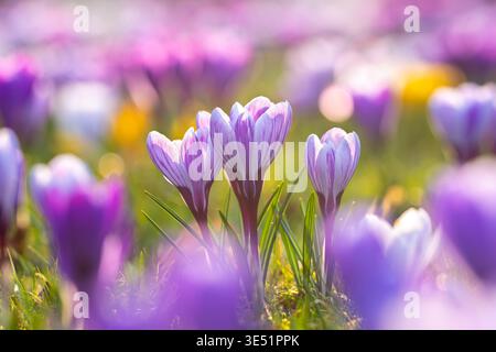 Bunte Krokusse (Crocus sp.) Blüht im Blumengarten im Spätwinter/frühen Frühling Stockfoto