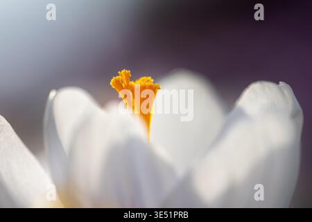 Weißer Krokus (Crocus sp.) Nahaufnahme mit gelbem Stigma im Spätwinter/Frühfrühling Stockfoto