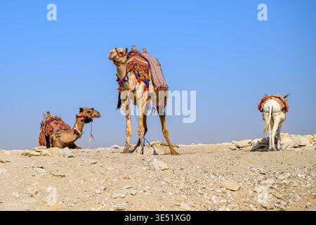 Zwei Kamele und ein Esel mit Sätteln und Zaumzeug auf einem kleinen Sandhügel in der Nähe des Pyramidenkomplexes von Gizeh in Gizeh, Ägypten. Stockfoto
