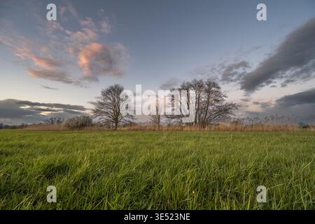 Der Himmel zeigt Wolken mit rosa Tönen. Zwei große Bäume stehen in der Ferne, umgeben von grünen Feldern und hohem Gras. Abendlicht beleuchtet die Szene. B Stockfoto