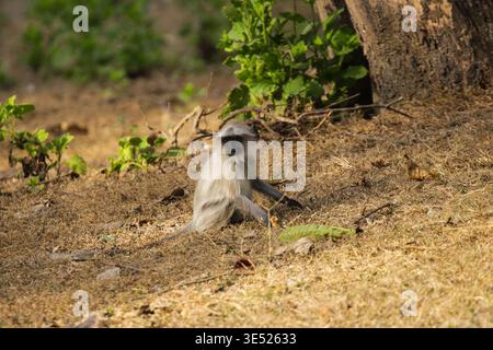 Alarmstufe wilde graue Sprache in offenen Wiesen im Kanha-Nationalpark Stockfoto