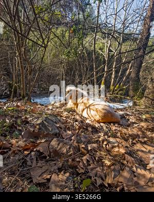 Weite Aufnahme eines ruhigen goldenen streunenden Hundes, der auf trockenen Blättern an einem rauschenden Waldbach liegt. Stockfoto