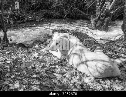 Schwarz-weiß detaillierte Aufnahme eines registrierten streunenden Hundes, der friedlich auf einem Waldboden aus trockenen Blättern liegt. Stockfoto
