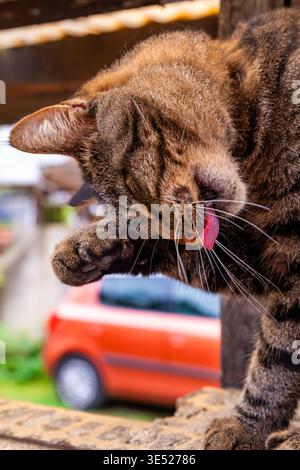 Eine Tabbykatze wird während der Pflege gefangen und leckt ihre Pfote mit voll ausgestreckter Zunge. Die Nahaufnahme zeigt die Fellstruktur der Katze, die Schnurrhaare, und Stockfoto