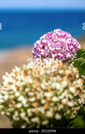 Rosafarbene und gelbe Blüten der Hortensie macrophylla oder große Blatt Hortensie Blüte in der Familie der Hortensie von Japan, blaue Ägäis im Hintergrund Stockfoto