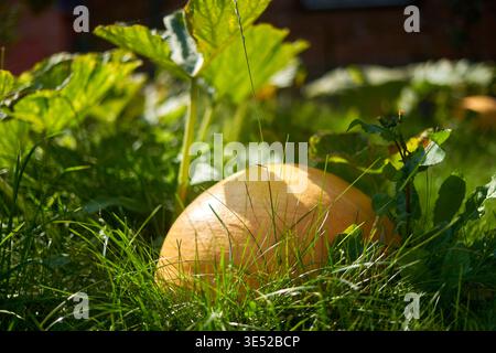 Ein großer, reifer gelb-oranger Kürbis liegt teilweise versteckt zwischen hohem grünem Gras und üppiger Vegetation in einem sonnendurchfluteten Garten. Der runde Kürbis Stockfoto