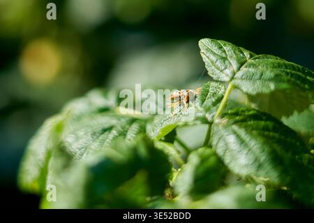 Ein Makrofoto, das einen kleinen Käfer mit einer markanten langen Schnauze (Rostrum) auf einem leuchtend grünen Blatt aufnimmt. Das Insekt zeigt einen an Stockfoto