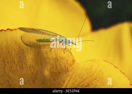 Ein zartes grünes Schnürinsekt thront auf einem leuchtend gelben Blütenblatt und zeigt die Schönheit der Natur Stockfoto