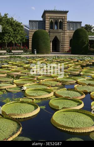 Maurischer Garten mit Teich, Lotusblume (Nelumbo), Zoologisch-Botanischer Garten Wilhelm, Zoo, Stuttgart, Bad Cannstatt, Neckartal, Neckar, Deutschland Stockfoto