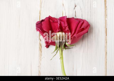 Das Innere einer Rose, die auf einem weißen Holztisch liegt. Grafikressourcen Stockfoto