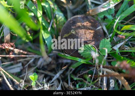 Wilde Pilze, die auf dem Waldboden zwischen trockenen Blättern und grünem Gras wachsen. Authentische Waldlandschaft für Umweltdesign. Stockfoto