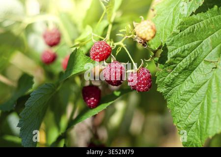 Eine Nahaufnahme reifer und unreifer Himbeeren, die auf einer Pflanze wachsen und die lebendigen Farben und frischen Produkte zeigen Stockfoto