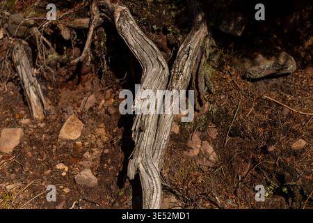 Verwitterte graue Baumwurzel auf trockenem Waldboden. Authentische Naturtextur für Reality Strikes und rustikale Designprojekte. Stockfoto